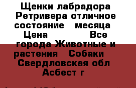 Щенки лабрадора Ретривера отличное состояние 2 месяца › Цена ­ 30 000 - Все города Животные и растения » Собаки   . Свердловская обл.,Асбест г.